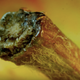 That’s an apple stem